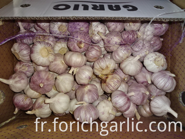 Hybrid Normal White Garlic